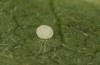 Mniotype occidentalis: Ei (e.l. Spanien, Almeria, Raupe Mitte November 2022) [S]