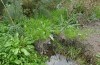 Mniotype occidentalis: Larvalhabitat (Spanien, Almeria, Mitte November 2022) [N]