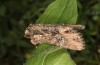 Mniotype occidentalis: Falter (e.l. Spanien, Almeria, Raupe Mitte November 2022) [S]