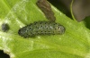 Polychrysia moneta: Half-grown larva (Southern Germany, Iller near Memmingen, 2012) [M]