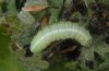 Dryobotodes monochroma: Half-grown larva (Provence, France, April 2011) [S]