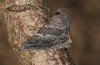 Hypena munitalis: Adult (e.l. rearing, Greece, Samos Island, Mount Kerkis, larva in late June 2016) [S]