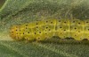 Hypena munitalis: Larva (Greece, Samos Island, Mount Kerkis, late June 2016) [N]