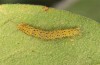 Hypena munitalis: Half-grown larva (Greece, Samos Island, Mount Kerkis, late June 2016) [M]