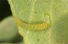 Hypena munitalis: Young larva (Greece, Samos Island, Mount Kerkis, late June 2016) [N]