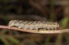 Leucochlaena muscosa: Larva (e.l. rearing, Cyprus, Paphos forest, late February 2017) [S]