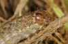 Leucochlaena muscosa: Raupe (e.l. Zypern, Paphos Forest, Ende Februar 2017) [S]