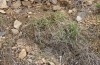 Leucochlaena muscosa: Larvalhabitat (Zypern, Paphos Forest, 1000m, Ende Februar 2017) [N]