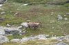 Albocosta musiva: Habitat: alpine nutrient-poor and more dry meadow in 2200m above sea level in the Valais  [N]