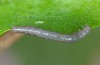 Xylocampa mustapha: Young larva (Greece, Samos Island, April 2015) [M]