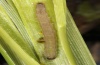 Archanara neurica: Fully-grown larva (Iller near Oberbinnwang, 10. June 2012) [M]