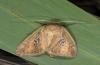 Archanara neurica: Female (e.l. Iller near Oberbinnwang 2012) [S]