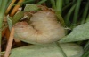 Hadena nevadae: Larva (Sierra Nevada, late June 2008) [M]
