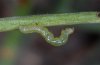 Trichoplusia ni: Young larva (Fuerteventura, February 2011) [N]