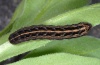 Noctua noacki: Larva (La Palma, December 2012) [M]