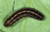 Noctua noacki: Larva (La Palma, December 2012) [M]
