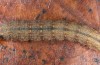 Nodaria nodosalis: Larva (breeding photo 2015, material from Sardinia) [S]