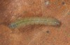 Nodaria nodosalis: Young larva (breeding photo 2015, material from Sardinia) [S]
