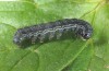 Heliothis nubigera: Half-grown larva (e.o. rearing, Greece, Samos Island, Kamara, female early March 2016) [S]
