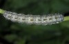 Heliothis nubigera: Larva (e.o. rearing, Greece, Samos Island, Kamara, female early March 2016) [S]