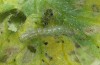Heliothis nubigera: Young larva (e.o. rearing, Greece, Samos Island, Kamara, female early March 2016) [S]