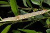 Catocala nupta: Larva (e.l. river Iller near Memmingen, Germany, 2014) [S]