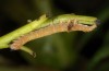 Catocala nupta: Young larva (e.l. river Iller near Memmingen, Germany, 2014) [N]