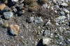 Agrotis obesa: Habitat (S-Spain, Sierra Nevada, 2600m asl, larva in late March 2015) [N]