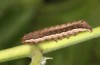 Eurois occultus: Half-grown larva (e.l. rearing, W-Austria, Tirol, Kaunergrat, 1500m, larva in September 2020) [S]
