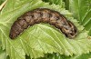 Eurois occultus: Half-grown larva in the end of the penultimate instar (e.l. rearing, W-Austria, Tirol, Kaunergrat, 1500m, larva in September 2020) [S]