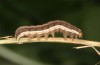 Eurois occultus: Half-grown larva (e.l. rearing, W-Austria, Lech Valley near Forchach, larva in October 2017) [S]
