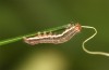 Eurois occultus: Young larva (W-Austria, Tirol, Kaunergrat, 1500m, September 2020) [S]