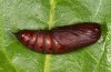 Eurois occultus: Pupa (e.l. rearing, S-Germany, Kempter Wald, 800m, larva in October 2019 [S]