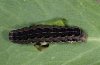 Eurois occultus: Larva after the last moult (Val Rosegg) [S]