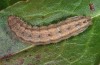 Hoplodrina octogenaria: Larva (SW-Germany, Pforzheim, May 2012) [S]