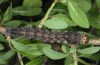 Valeria oleagina: Larva (e.l. Rieti 2013) [S]