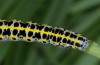 Calophasia opalina: Larva (e.l. N-Greece, Siatista,May 2014) [S]