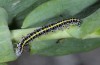 Calophasia opalina: Half grown larva (e.l. N-Greece, Siatista,May 2014) [S]