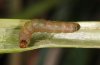 Lateroligia ophiogramma: Larva (Schwäbisch Gmünd, early May 2011) [M]