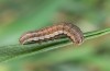 Noctua orbona: Young larva (Germany, Brandenburg, Nuthe-Urstromtal, vicinity of Heidehof-Golmberg, late March 2016) [M]