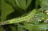 Thysanoplusia orichalcea: Raupe (Madeira, März 2013) [M]