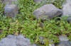 Thysanoplusia orichalcea: Larvalhabitat auf La Gomera. An Bidens kamen außerdem auch Raupen von Condica capensis vor (Februar 2013). [N]