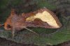 Thysanoplusia orichalcea: Adult (La Palma, e.l. December 2010) [S]