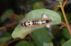 Acronicta orientalis: Parasitierte Raupe im vorletzten Stadium (Nordgriechenland, Askion-Gebirge bei Siatista, Ende Juni 2013) [N]