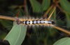 Acronicta orientalis: Raupe im vorletzten Stadium (Nordgriechenland, Askion-Gebirge bei Siatista, Ende Juni 2013) [N]