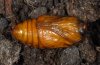 Allophyes oxyacanthae: Pupa (eastern Swabian Alb, Southern Germany) [S]