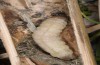 Leucania palaestinae: Präpuppe (Samos, Ireon, Anfang März 2016) [M]
