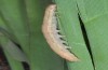 Leucania palaestinae: Raupe (Samos, Ireon, Anfang März 2016) [M]