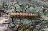 Parastichtis ypsillon: Larva (Donaumoos, S-Germany) [M]
