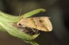 Eublemma parva: Adult (e.l. rearing, Spain, Sierra de Albarracin, young larvae in late July 2017) [S]